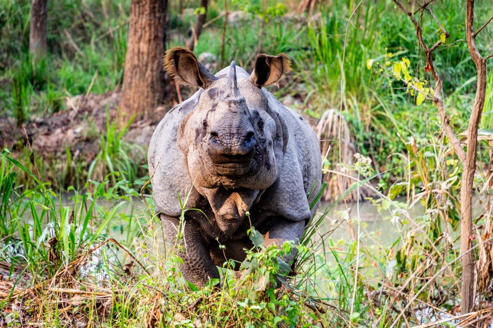 Kathmandu: 3-Day Luxury Trip to Chitwan With 5-Star Hotel - Inclusions and Exclusions