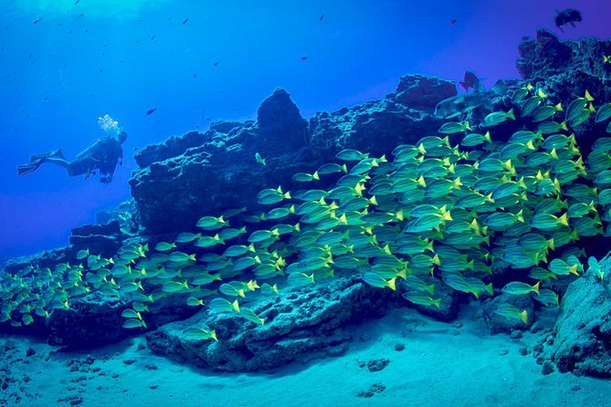 Kauais Ultimate Boat 2 Tank Adventure Dive Certified Divers Only - Booking Policies and Procedures