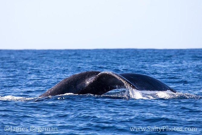 Kauais Ultimate SOUTH SIDE Whale & Dolphin Zodiac Boat Adventure - Tips for a Great Experience