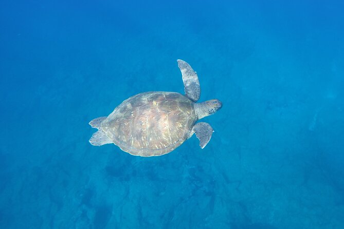 Kayak Route Along the Volcanic Coast in Tenerife South With Snorkeling - Exploring the Volcanic Coastline