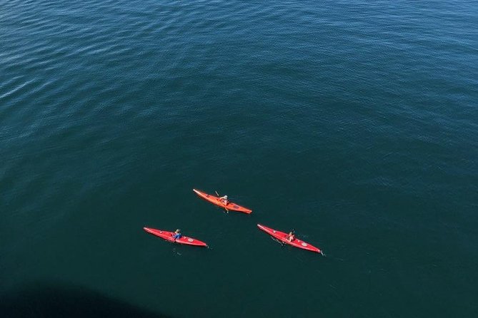 Kayak Tours - Wildlife Spotting