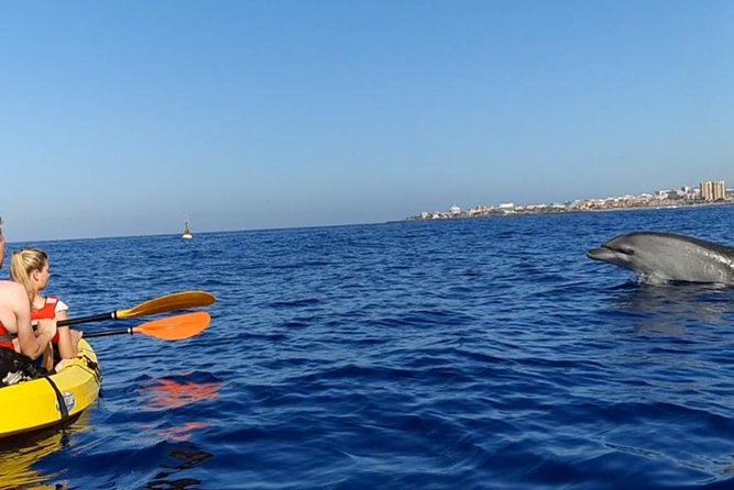 Kayak With Dolphin & Turtle Watching Private Tour - Tips for a Great Experience