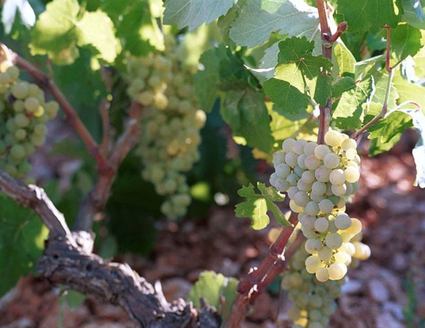 Kefalonia: Private Wine Tasting With Vineyard Tour - Customer Reviews