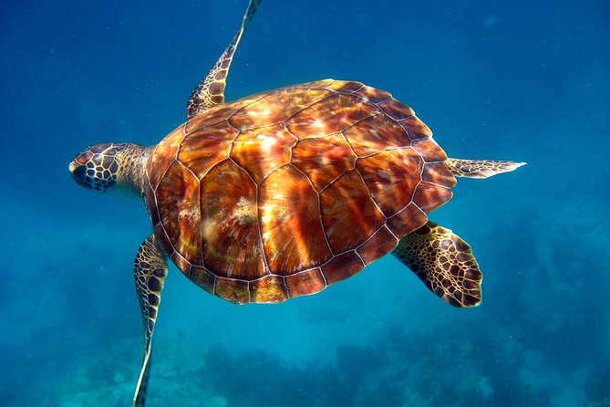 Key Largo Snorkeling Tour - Rental Mask, Fins and Vest INCLUDED - Additional Tips for Tourists