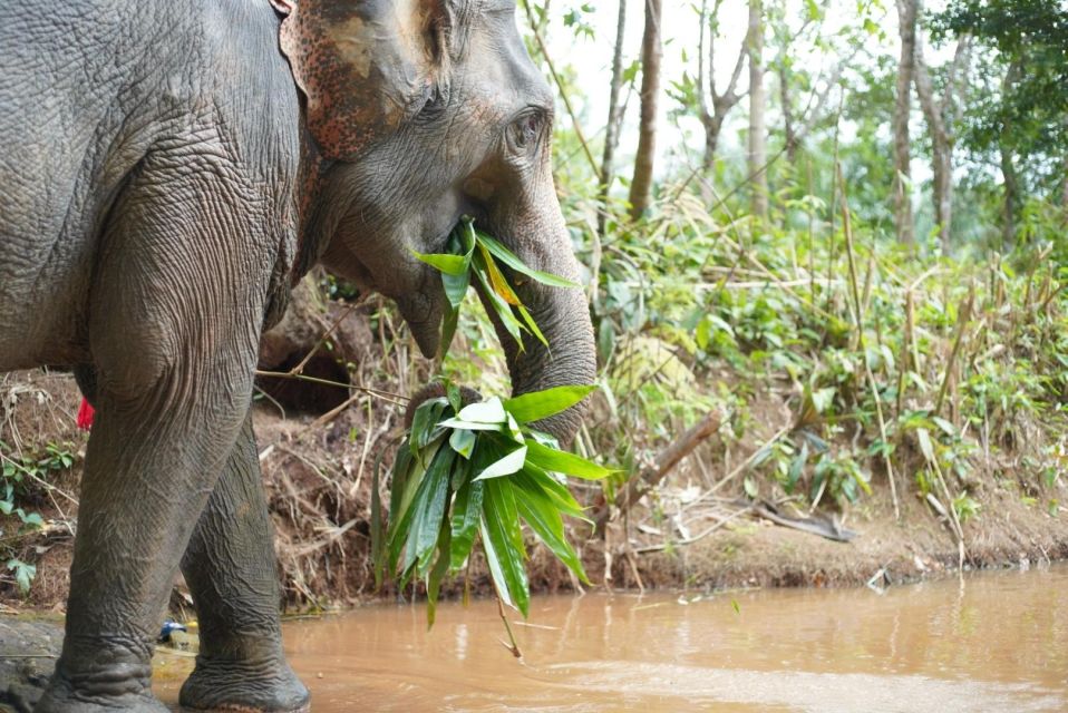 Khao Lak Ethical Elephant Sanctuary Overnight Program - Pricing and Cancellation