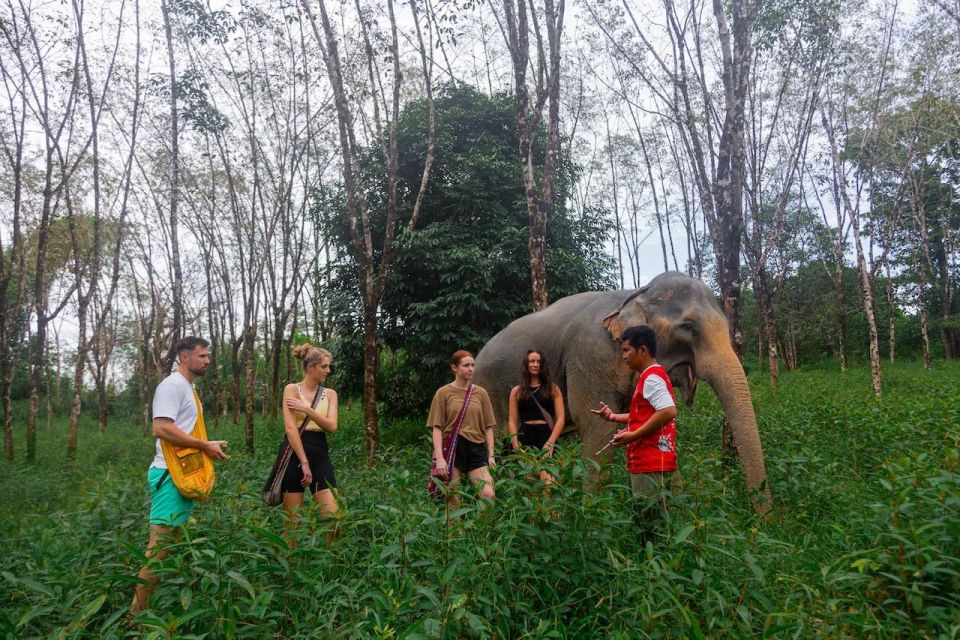 Khaolak: Begin the Day With Elephants - Walk and Feed Tour - Important Considerations