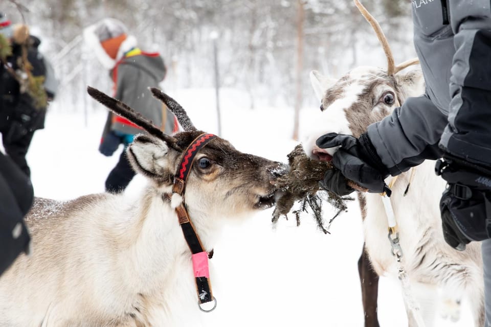 KIRUNA: Sami Reindeer Experience - What to Bring