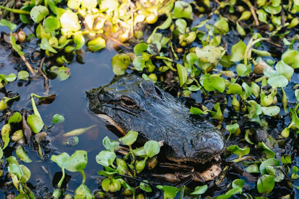 Kissimmee: 1-Hour Airboat Everglades Adventure Tour - Included Amenities and Gear