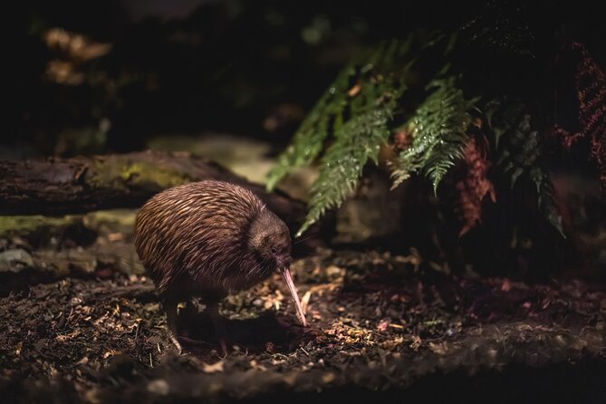 Kiwi Park Queenstown Admission - Visitor Reviews