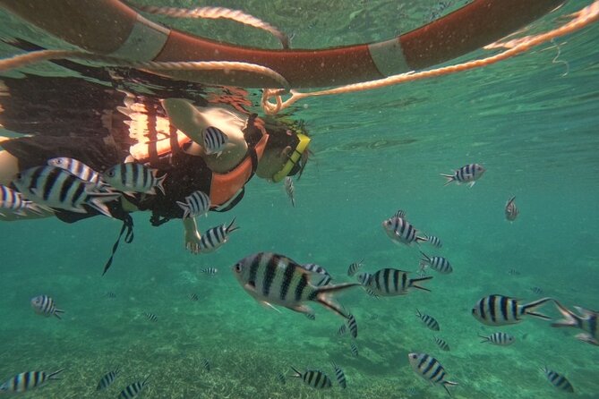 Koh Tao and Koh Nang Yuan Speedboat Tour From Koh Phangan - Tips for Tour Participants