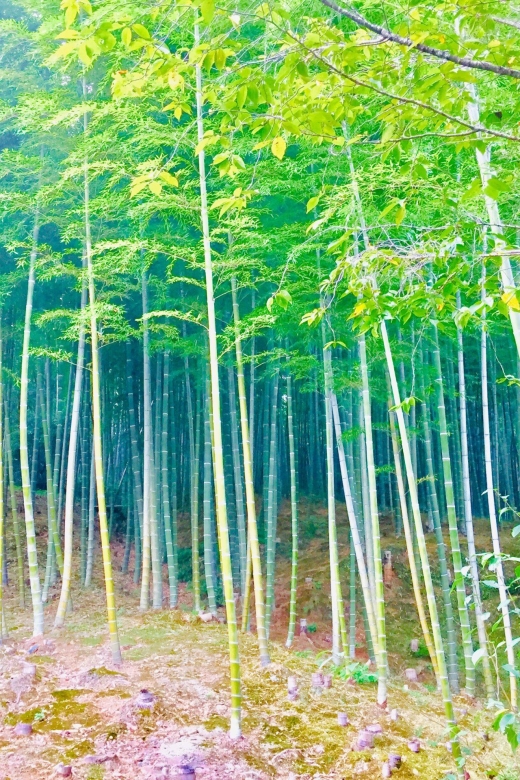 Kyoto, Arashiyama: Bamboo Grove Half-Day Private Guided Tour - Frequently Asked Questions