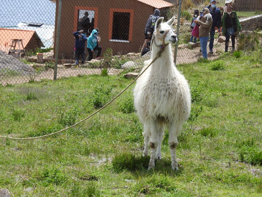 La Paz: Lake Titicaca and Sun Island Group Tour - Inclusions and Exclusions