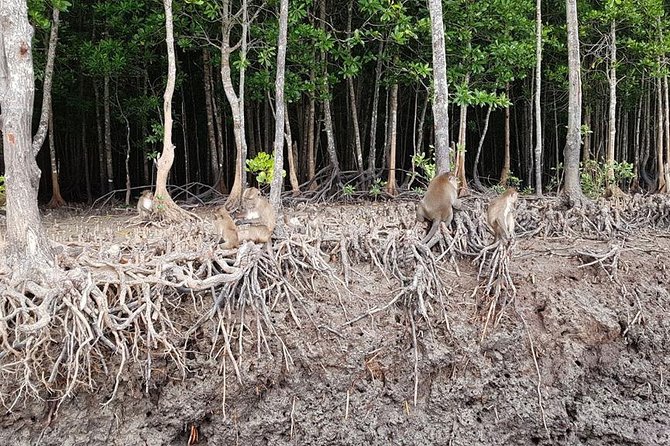 Lanta Old Town and Mangrove Forest Sightseeing Tour - Tips for Tour Participants