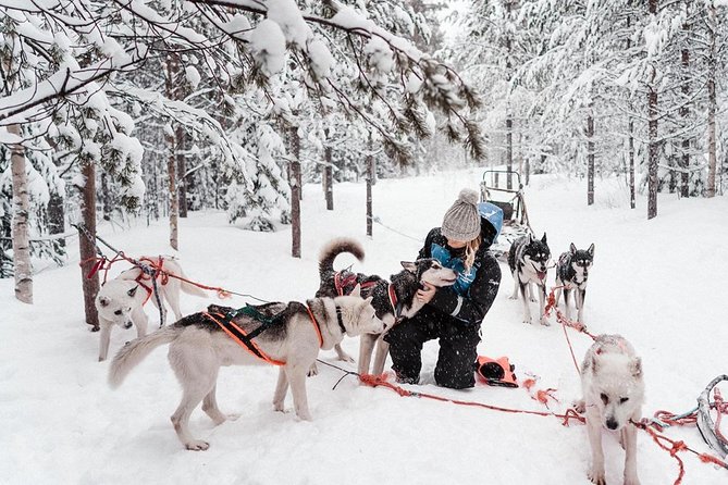 Lapland Husky Safari From Saariselkä - Weather Considerations