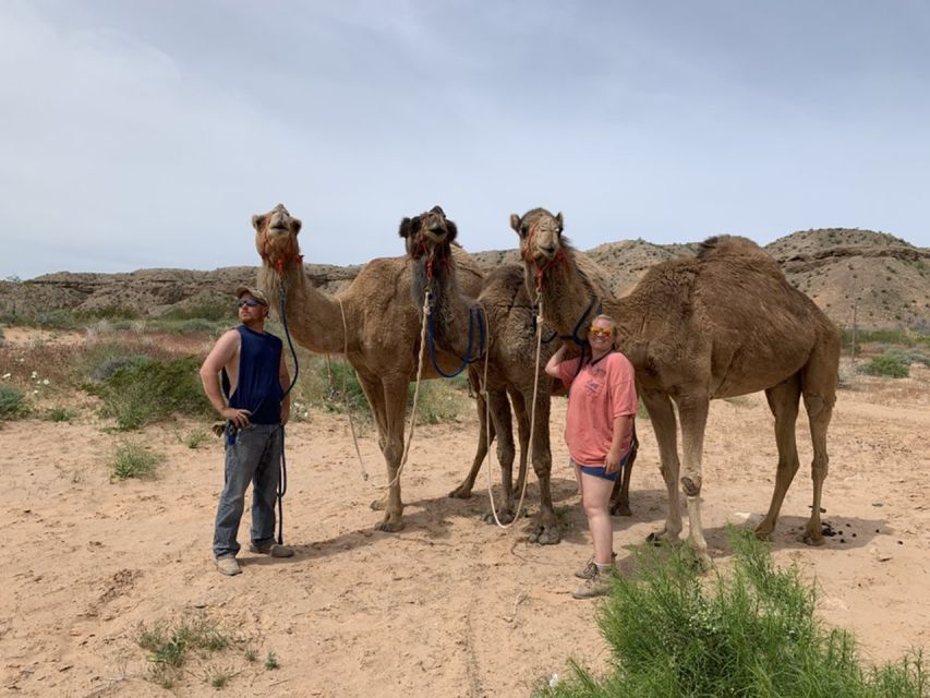 Las Vegas: Desert Camel Ride - Booking and Pricing