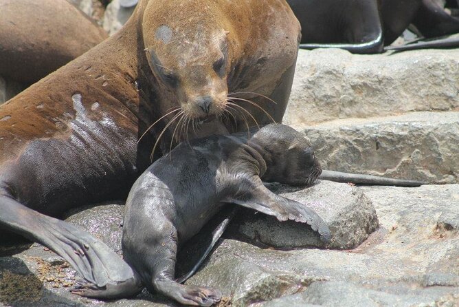 Lima Peru Sea Lions, History and Palomino Callao Islands - Tips for Tour Participants