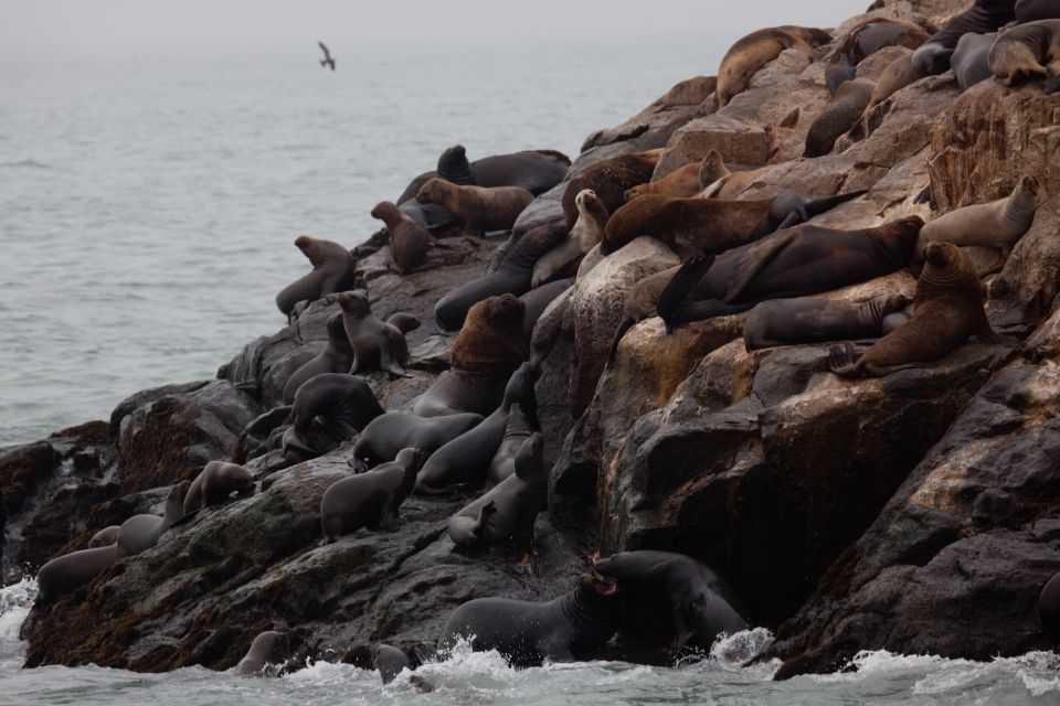 Lima: Sea Lion Swim and Wildlife Palomino Islands Cruise - Booking and Cancellation Policies