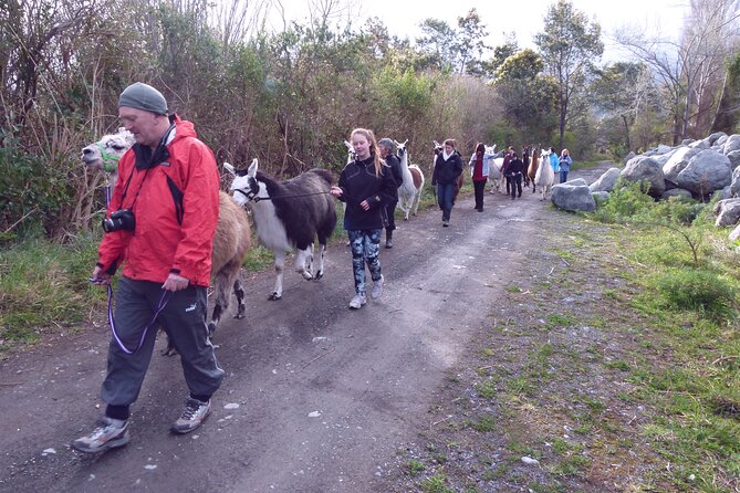 Llama Trek (Taster) - Kowhai River Valley and Native Woodland Tour - Customer Reviews and Feedback
