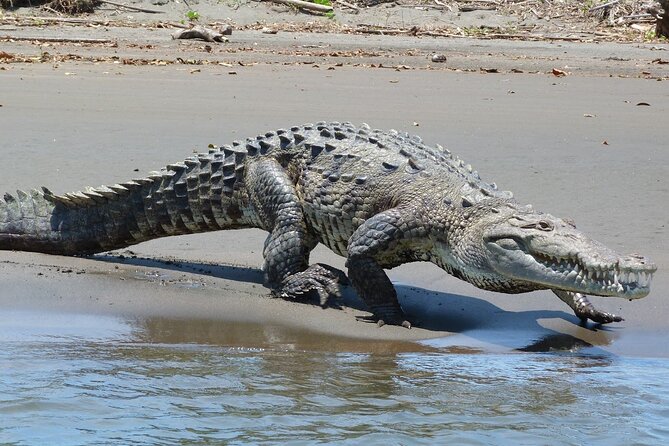 Locally Guided Tambopata Amazon Jungle Tour (4 Days) - Tips for an Enjoyable Experience