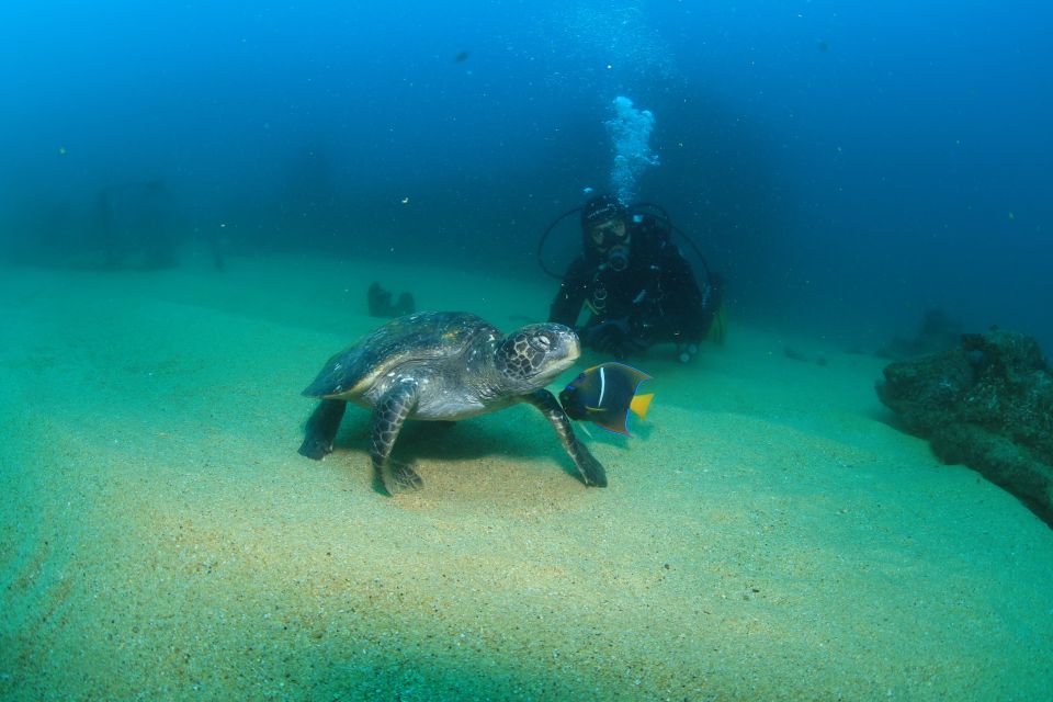 Los Cabos 3-Hour Certified Scuba Diving Tour - Diverse Marine Life