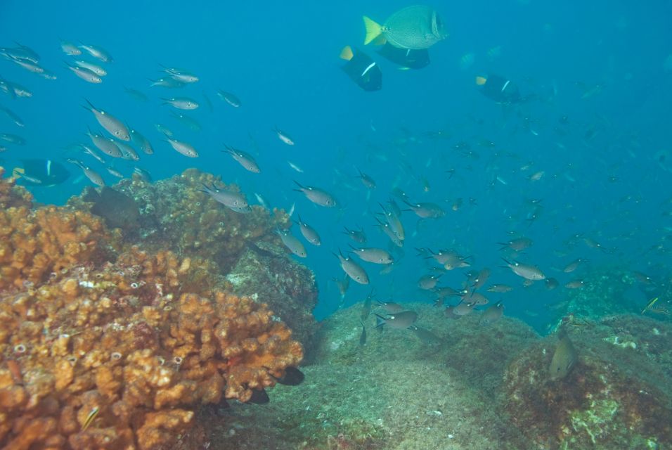 Los Cabos: Reef Snorkeling Cruise With Lunch and Open Bar - Expectant Mothers and Insulin Users