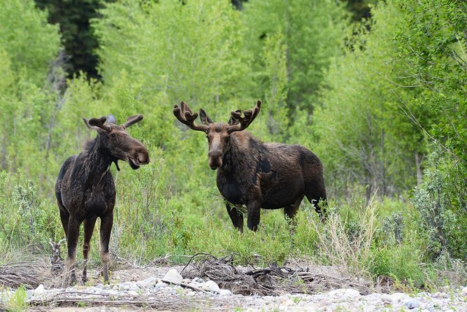 Luxury Private Half-Day Grand Teton National Park Tour - Booking Information