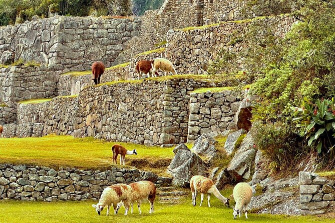 Machu Picchu by Train Full Day - Recommendations