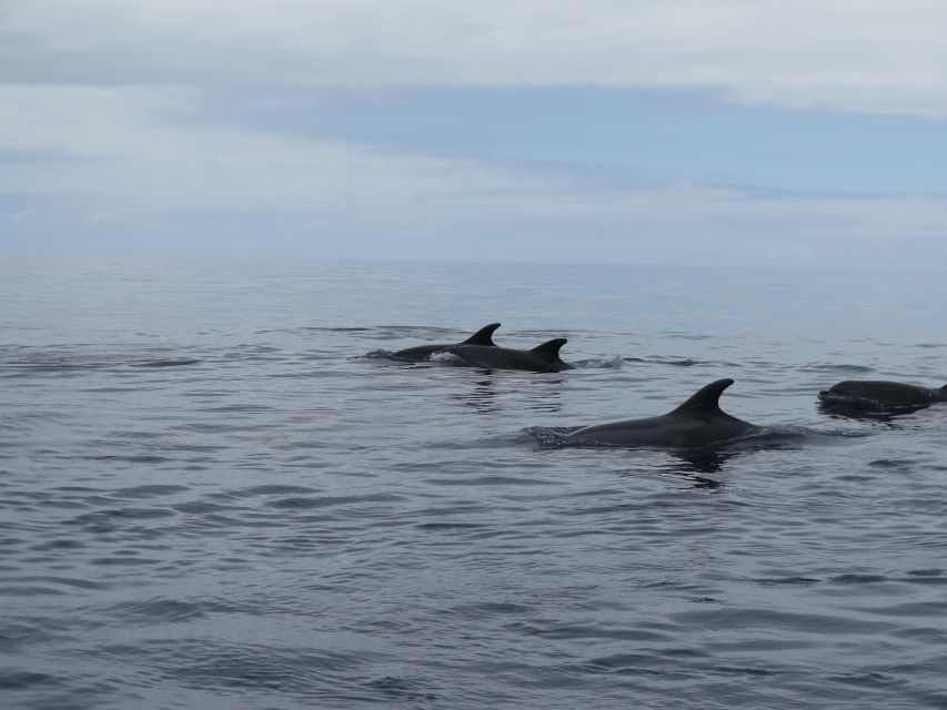 Madeira: Guaranteed Whales or Dolphins Watching Tour - Success Rate