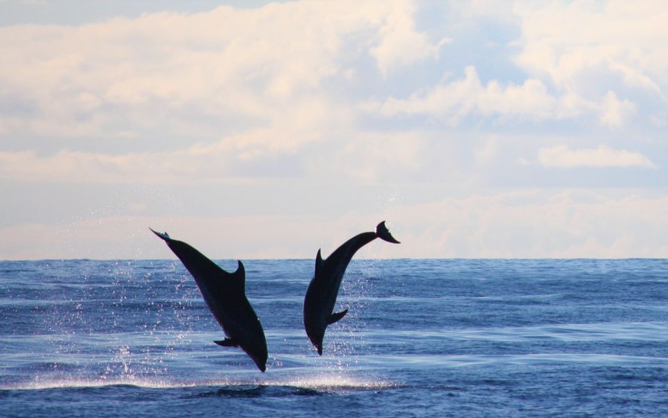 Madeira: Whale and Dolphin Watching Private Cruise - Booking and Availability