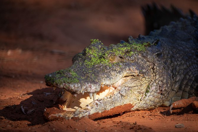 Malcolm Douglas Crocodile Park Tour Including Transportation - Customer Experiences