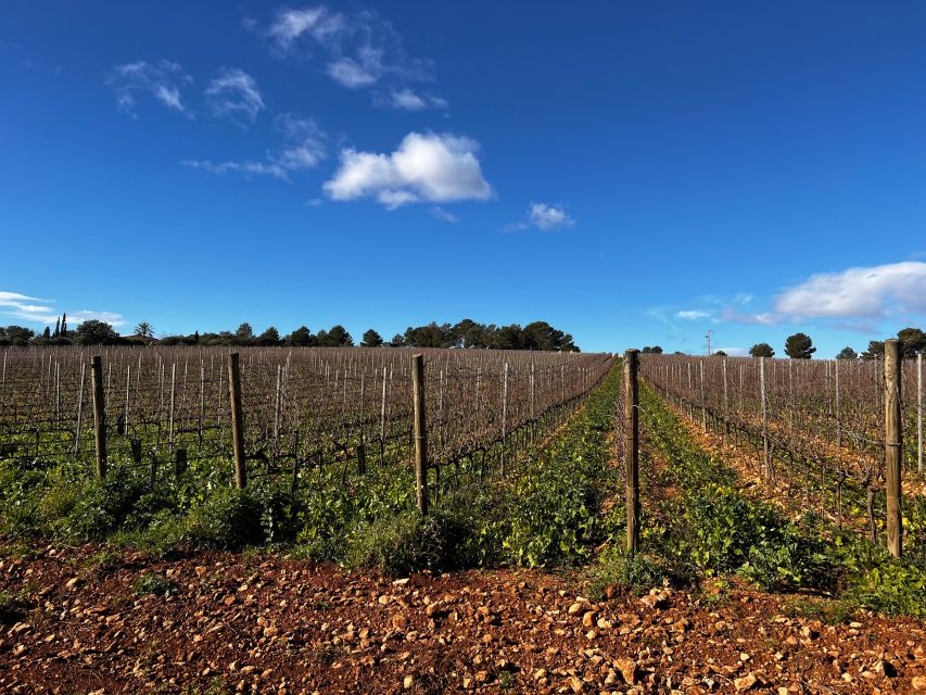 Mallorca - a Paradise for Wine Lovers - Tailored to Individual Interests