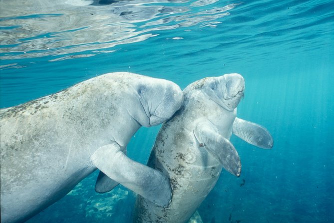 Manatee Swim and Wildlife Park With Upgrade Options From Orlando - Upgrade Options Available