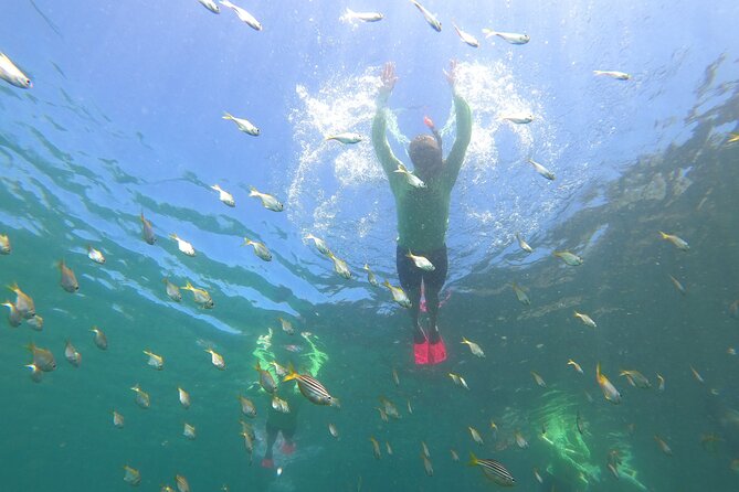 Manly Snorkel Trip and Nature Walk With Local Guide - Traveler Reviews and Feedback