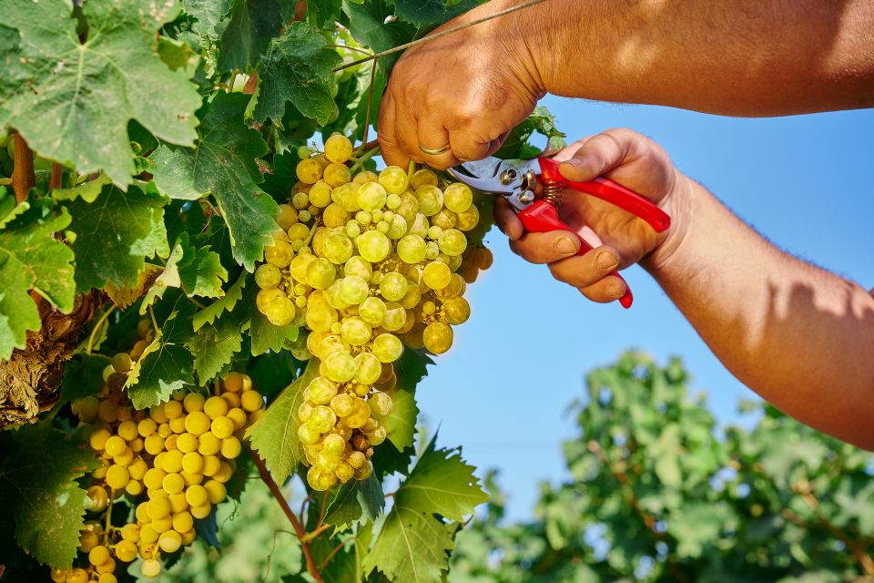 Marsala: Florio Winery Tour With Local Wine Tasting - Tips for Visitors