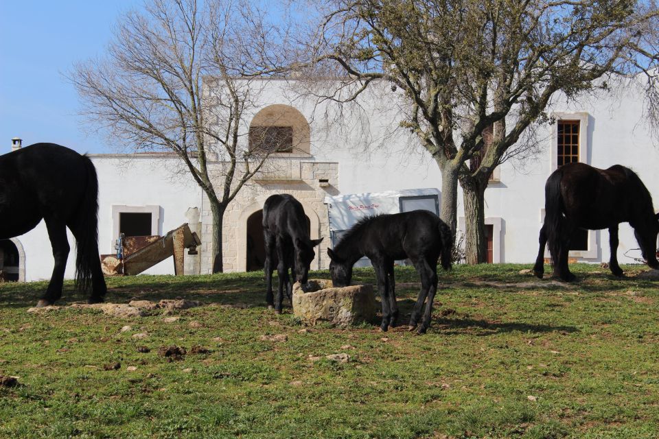 Martina Franca E-Bike Tour and Visit to a Breeding - Cheese Tasting at the Farm