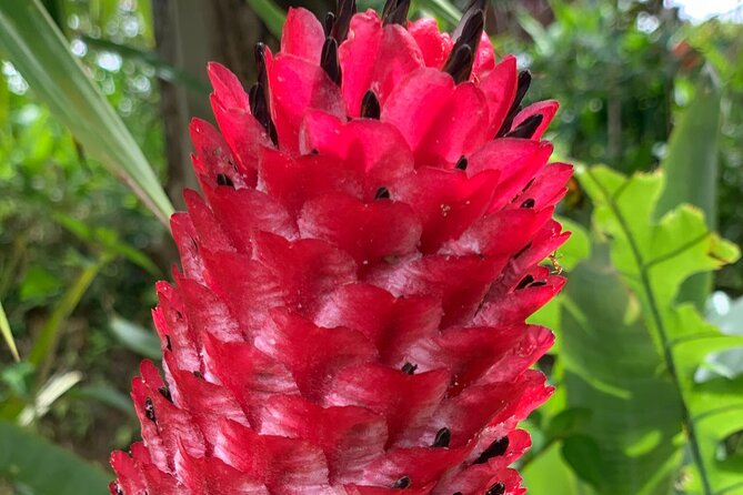 Maui Magical Waterfall and Jungle Tour (Road to Hana) - What to Bring and Wear