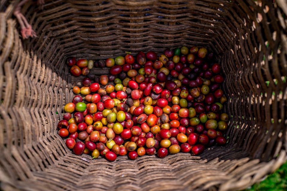 Medellín: Coffee Tour With Tastings and Lunch - Beekeeping Adventure