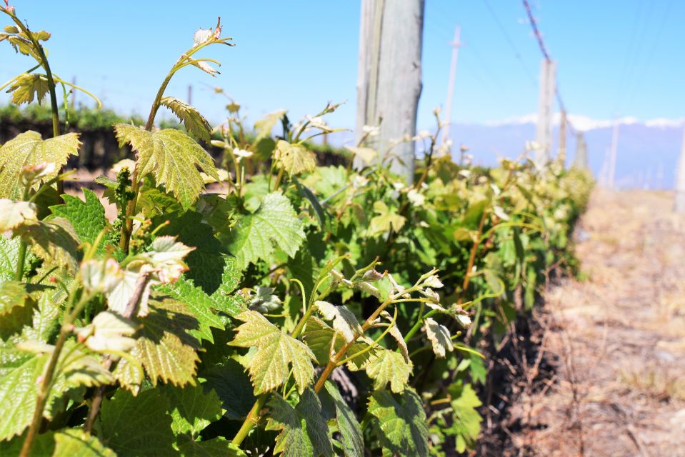 Mendoza: Half-Day Wine Tour With Tastings - Frequently Asked Questions