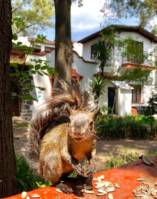 Mexico City: Coyoacan Biking Tour With Frida Kahlo Museum - Biking Through Coyoacan