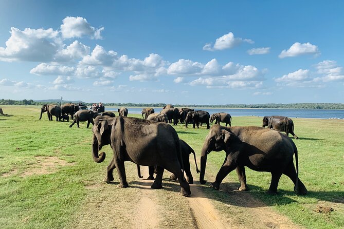 Minneriya National Park Elephant Jeep Safari - Private - Spotting Elephants in the Wild