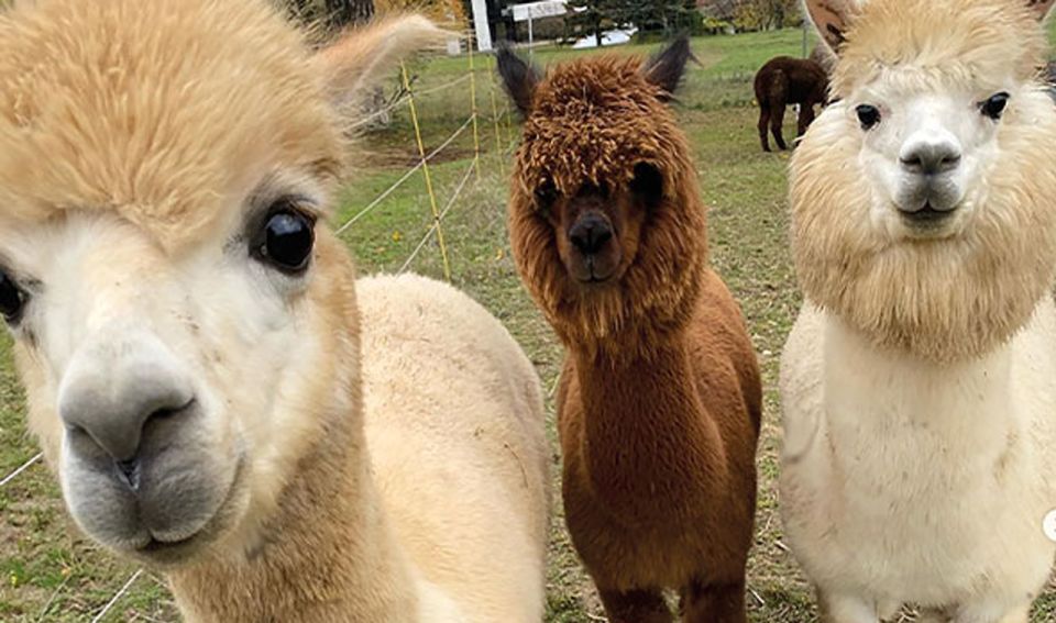 Mödling: Scenic Guided Hike With Alpacas and Llamas - Booking Information and Policies