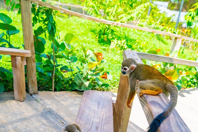 Monkeyland Puerto Plata - Interaction With Monkeys