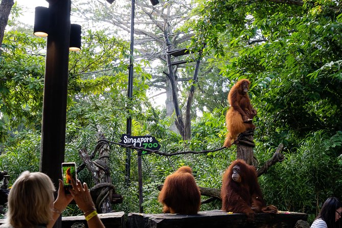 Morning at the Zoo With Transfer - Accessibility and Amenities