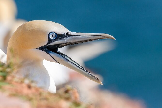 Muriwai Scenic Gannet & Wine Experience Incl. Lunch - Day Tour From Auckland - Wine Tasting Locations