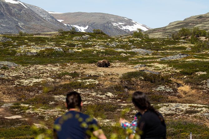 Muskox Safari From Hjerkinn | Dovre & Lesja Aktiv - Customer Experiences