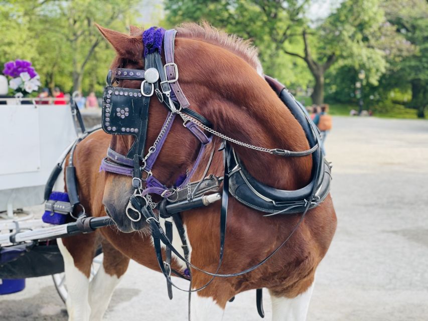 New York City: Central Park Private Horse and Carriage Tour - Inclusions and Amenities