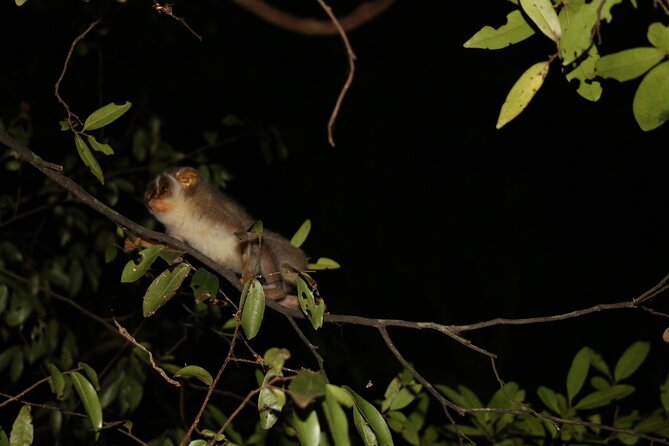 Night Hike to See Elusive & Rare Loris in Sigiriya - Customer Experiences
