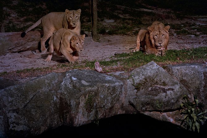 Night Safari Tour With Transfer - Encountering Nocturnal Animals