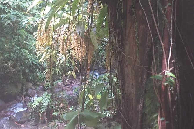 North Island Tour And Martinique Best Secret - Preparing for Your Tour