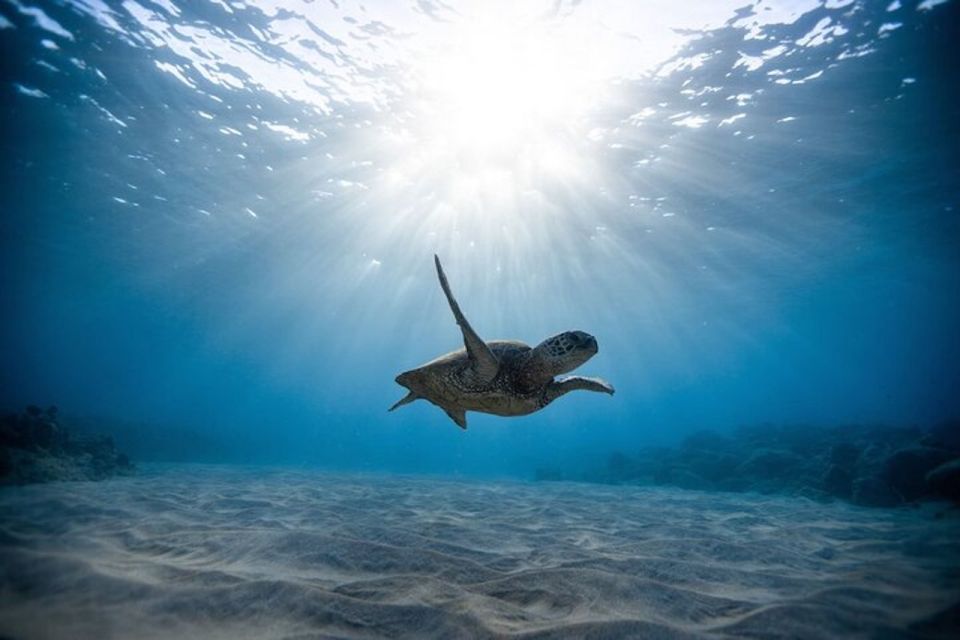 Oahu: Waikiki Turtle Snorkeling Adventure Cruise - Snorkeling With Sea Turtles